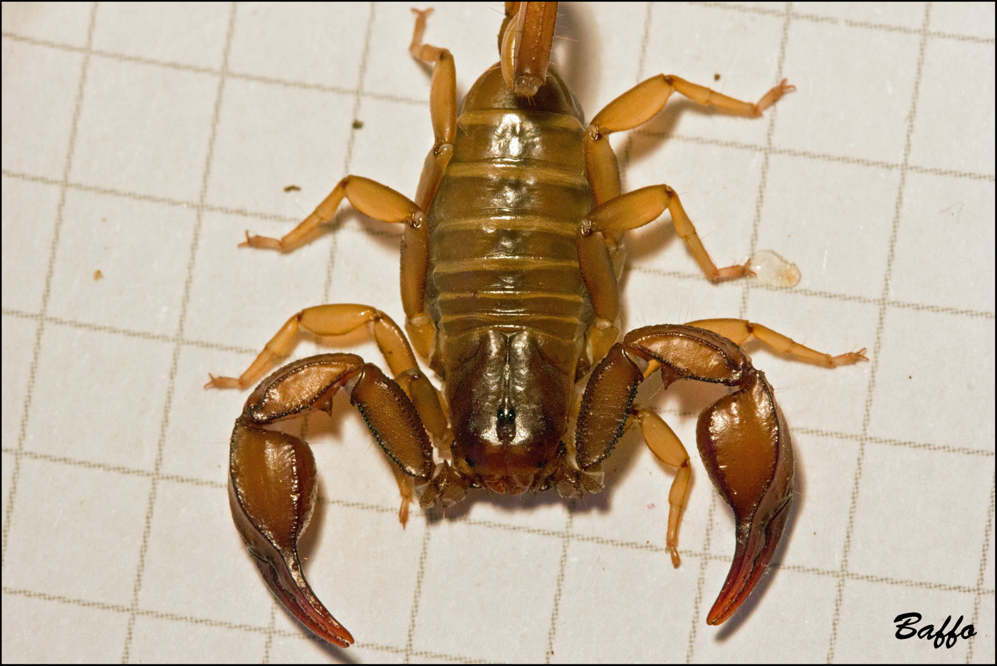 Euscorpius aquilejensis